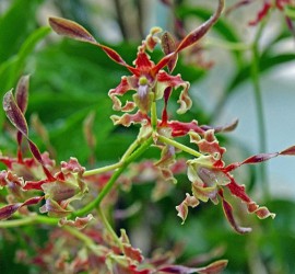 Dendrobium lasianthera - "antilopí orchidej"