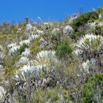 Nejvýše dosahující rostlinstvo světa: páramos v Andách