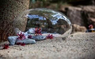 Výstava: Květy ohně