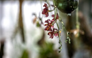 Výstava: Květy ohně