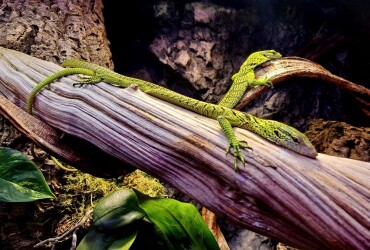 zoo_varan_Reisingeruv