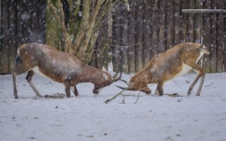 ZOO Liberec